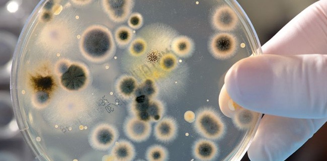small-bacteria