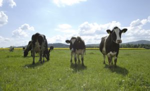 grazing cows