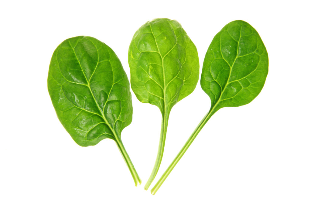 Spinach series on white background