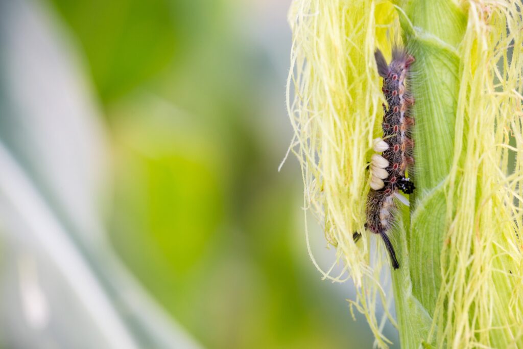 Caterpillar on corn