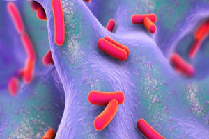 low endotoxin