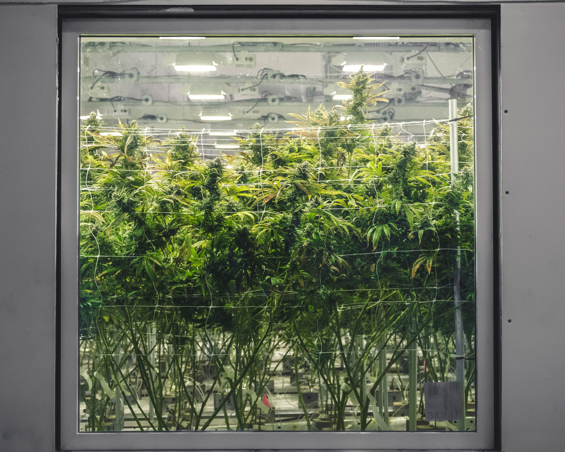 Cannabis Cleaning Wipes 1