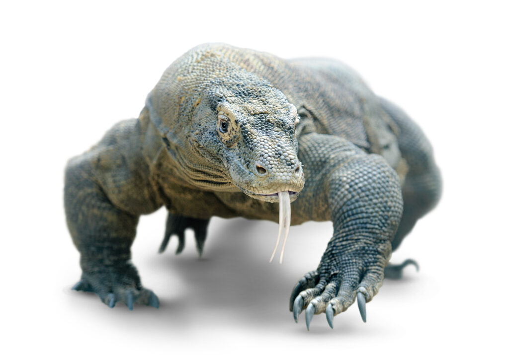 Walking komodo dragon isolated on white, with clipping path