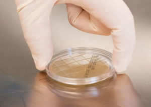 Surface-Sampling-for-ISO-Class-5-Primary-Engineering-Controls